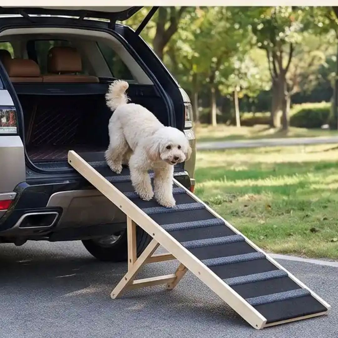 Rampe-pour-chiens-chiots pliable, en bois massif robuste de pin et surface adaptable en moquette douce et petites marches tranversales antidérapante pour un accÚs sécurisé et facile canapé, lit de la maison ou en transport en déplacement, en voiture pour la montée et la descente du chien en toute autonomie et sécurité, 5 hauteurs réglables -un chien de race moyenne qui descend sur la rampe en bois réglable pour descendre en toute sécurité du coffre de la voiture pour une balade au parc