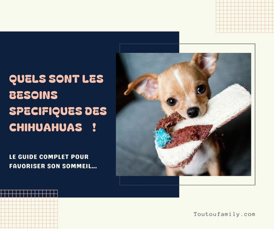 Chihuahua panier - Le guide complet et conseils pratiques !