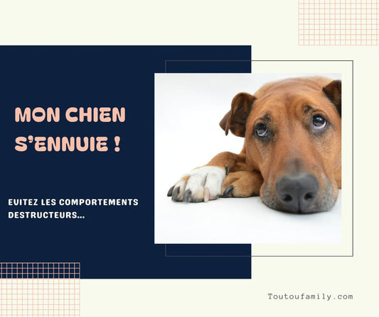 Jouet d'occupation chien - Les meilleurs jouets anti-ennui et anti-anxiété