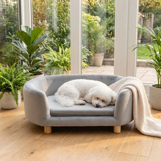 Canapé gris pour chiot et chien, structure en bois de bouleau , dossier haut et entourant à 360° au design moderne et arrondi avec son coussin en éponge 100% coton haute densité et ergonomique déhoussable et lavable en machine, housse en velours douce et résistante, sur pied en bois massif pour chien de petite taille- un petit chien blanc qui dort paisiblement au chaud sur le canapé ergonomique au design moderne de couleur gris dans la véranda de la maison