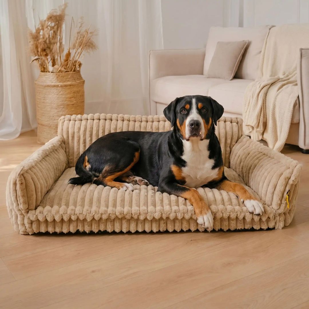 Canapé-pour-chien-chiot-déhoussable, lavable en machine, housse en velours douce comme un lit en peluche, avec accoudoirs et dossier entourant au rembourrage 100% coton PP avec un oreiller lavable en velours assorti pour chien de 0 à + de 45kg, antidérapant et fond imperméable-un Grand Bouvier Suisse couché confortablement sur le canapé xxl de 120 cm de long en velours de couleur beige marron qui  dans le salon de la maison