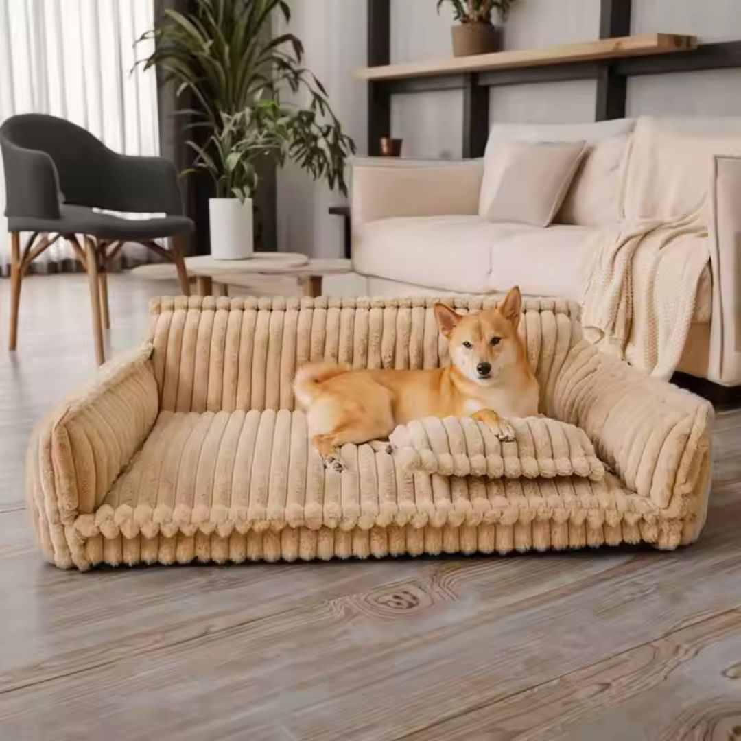Canapé-pour-chien-chiot-déhoussable, lavable en machine, housse en velours douce comme un lit en peluche, avec accoudoirs et dossier entourant au rembourrage 100% coton PP avec un oreiller lavable en velours assorti pour chien de 0 à + de 45kg, antidérapant et fond imperméable-un chien couché confortablement avec son oreiller sur le grand canapé xxl de 120 cm de long en velours de couleur camel qui  dans le salon de la maison