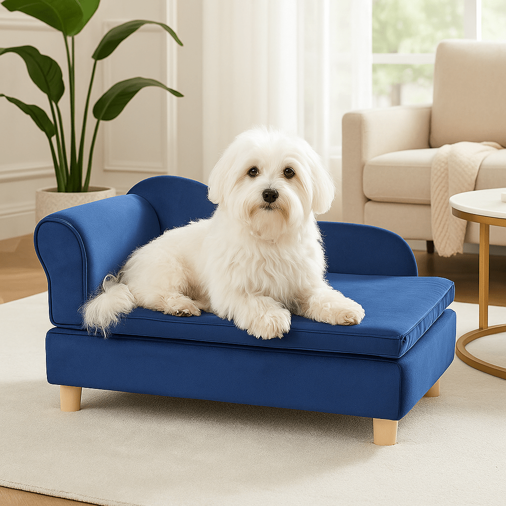 Fauteuil-pour-chien-petite-taille-un coton de tuléar couché confortablement sur son canapé lit rectangulaire avec dossier et accoudoir design en velours et bois massif avec pieds dans le salon de la maison 