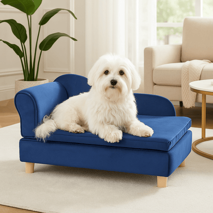 Fauteuil-pour-chien-petite-taille-un coton de tuléar couché confortablement sur son canapé lit rectangulaire avec dossier et accoudoir design en velours et bois massif avec pieds dans le salon de la maison 