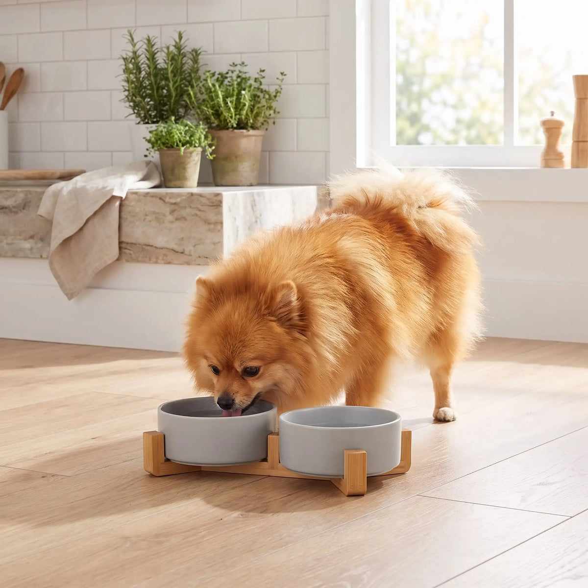 Gamelle-céramique-pour-chien et chiot double-compatible-lave-vaisselle avec son support anti renversement en bambou naturel, 2 gamelles d'une contenance de 350ml chacune soit 700ml au total pour chiot et chien de petite taille de 0 à 6 kilos, disponible en 3 coloris : noir, rose et gris, garanti sans produits toxiques ou chimiques et de qualité alimentaire, robuste et design- un chien de race miniature qui boit confortablement dans sa gamelle double surélevée par le support en bois sur le sol en parquet 