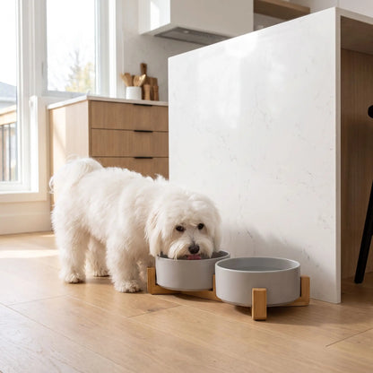 Gamelle-céramique-pour-chien et chiot double-compatible-lave-vaisselle avec son support anti renversement en bambou naturel, 2 gamelles d'une contenance de 350ml chacune soit 700ml au total pour chiot et chien de petite taille de 0 à 6 kilos, disponible en 3 coloris : noir, rose et gris, garanti sans produits toxiques ou chimiques et de qualité alimentaire, robuste et design- un chien de petite taille qui mange confortablement dans sa gamelle double surélevée par le support en bois sur le sol en parquet 