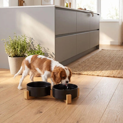 Gamelle-céramique-pour-chien et chiot double-compatible-lave-vaisselle avec son support anti renversement en bambou naturel, 2 gamelles d'une contenance de 350ml chacune soit 700ml au total pour chiot et chien de petite taille de 0 à 6 kilos, disponible en 3 coloris : noir, rose et gris, garanti sans produits toxiques ou chimiques et de qualité alimentaire, robuste et design- un chiot de race moyenne qui boit confortablement dans sa gamelle double surélevée par le support en bois sur le sol en parquet 