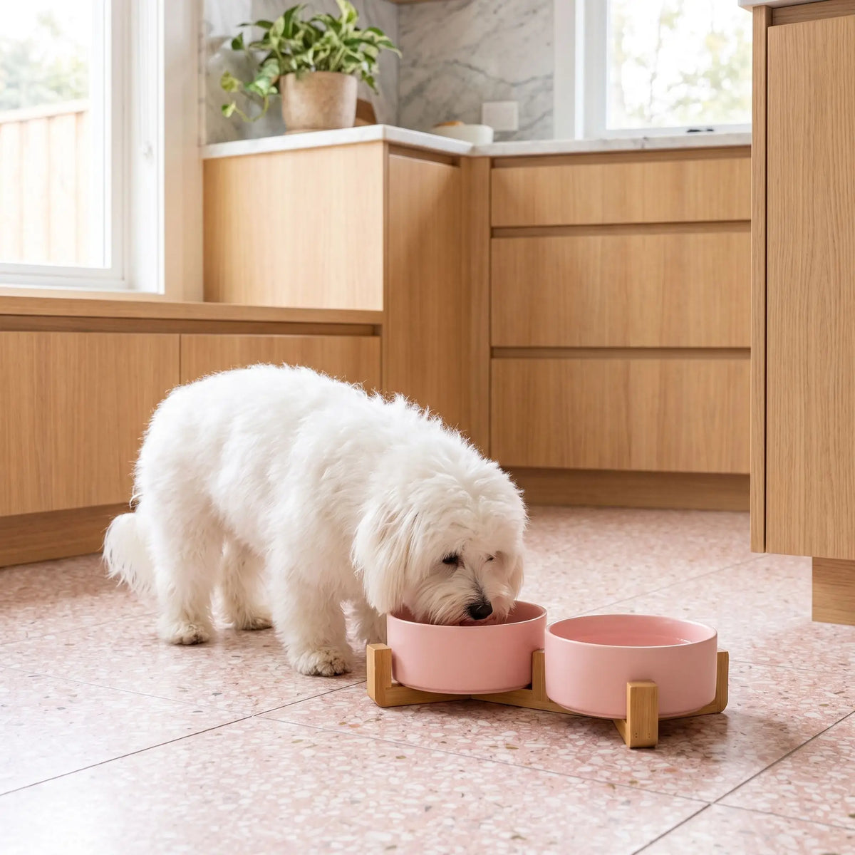 Gamelle-céramique-pour-chien et chiot double-compatible-lave-vaisselle avec son support anti renversement en bambou naturel, 2 gamelles d'une contenance de 350ml chacune soit 700ml au total pour chiot et chien de petite taille de 0 à 6 kilos, disponible en 3 coloris : noir, rose et gris, garanti sans produits toxiques ou chimiques et de qualité alimentaire, robuste et design- un petit chien qui mange confortablement dans sa gamelle double surélevée par le support en bois sur le sol en carrelage 