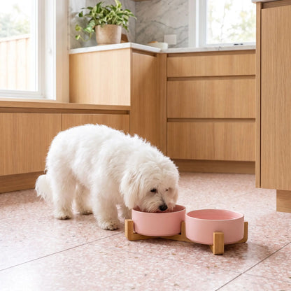 Gamelle-céramique-pour-chien et chiot double-compatible-lave-vaisselle avec son support anti renversement en bambou naturel, 2 gamelles d'une contenance de 350ml chacune soit 700ml au total pour chiot et chien de petite taille de 0 à 6 kilos, disponible en 3 coloris : noir, rose et gris, garanti sans produits toxiques ou chimiques et de qualité alimentaire, robuste et design- un petit chien qui mange confortablement dans sa gamelle double surélevée par le support en bois sur le sol en carrelage 