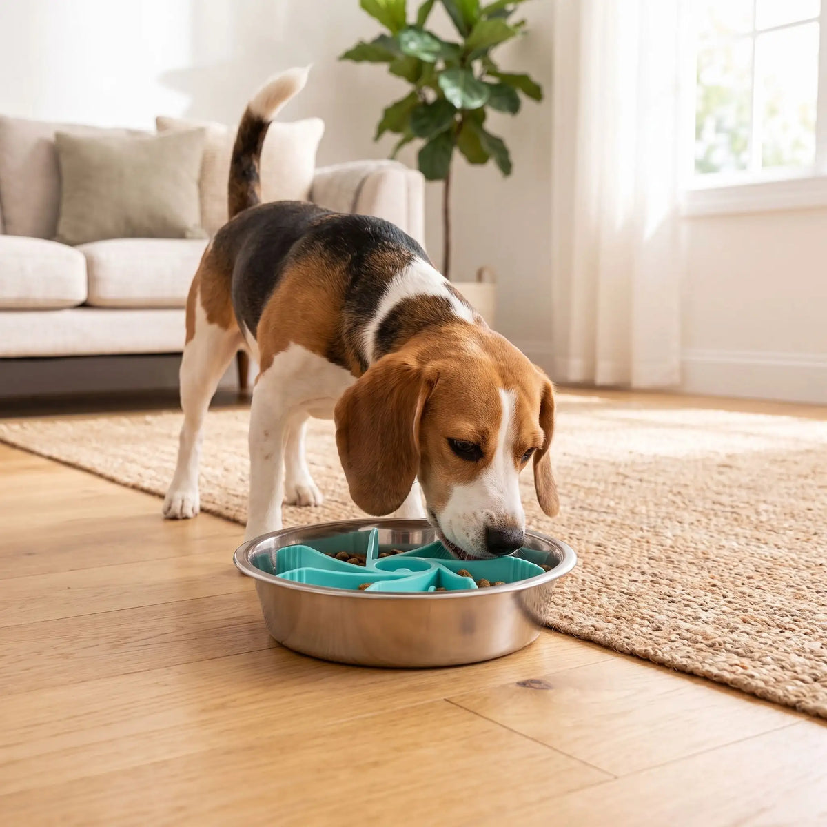 Gamelle-chien-anti-glouton-chiot-insert, adaptable à tous type de gamelle (grande, moyenne et petite) pour toute races de chiens, silicone alimentaire robuste, sans BPA, support avec 19 ventouses pour fixer l'insert dans le fond de la gamelle, labyrinthe pour ralentir l'ingestion trop rapide, diamètre réglable de 11 cm à 18 cm-un chien moyen gourmand qui mange confortablement sans s'étouffer, ni vomir dans sa gamelle avec son insert anti glouton sur le sol du salon de l'appartement