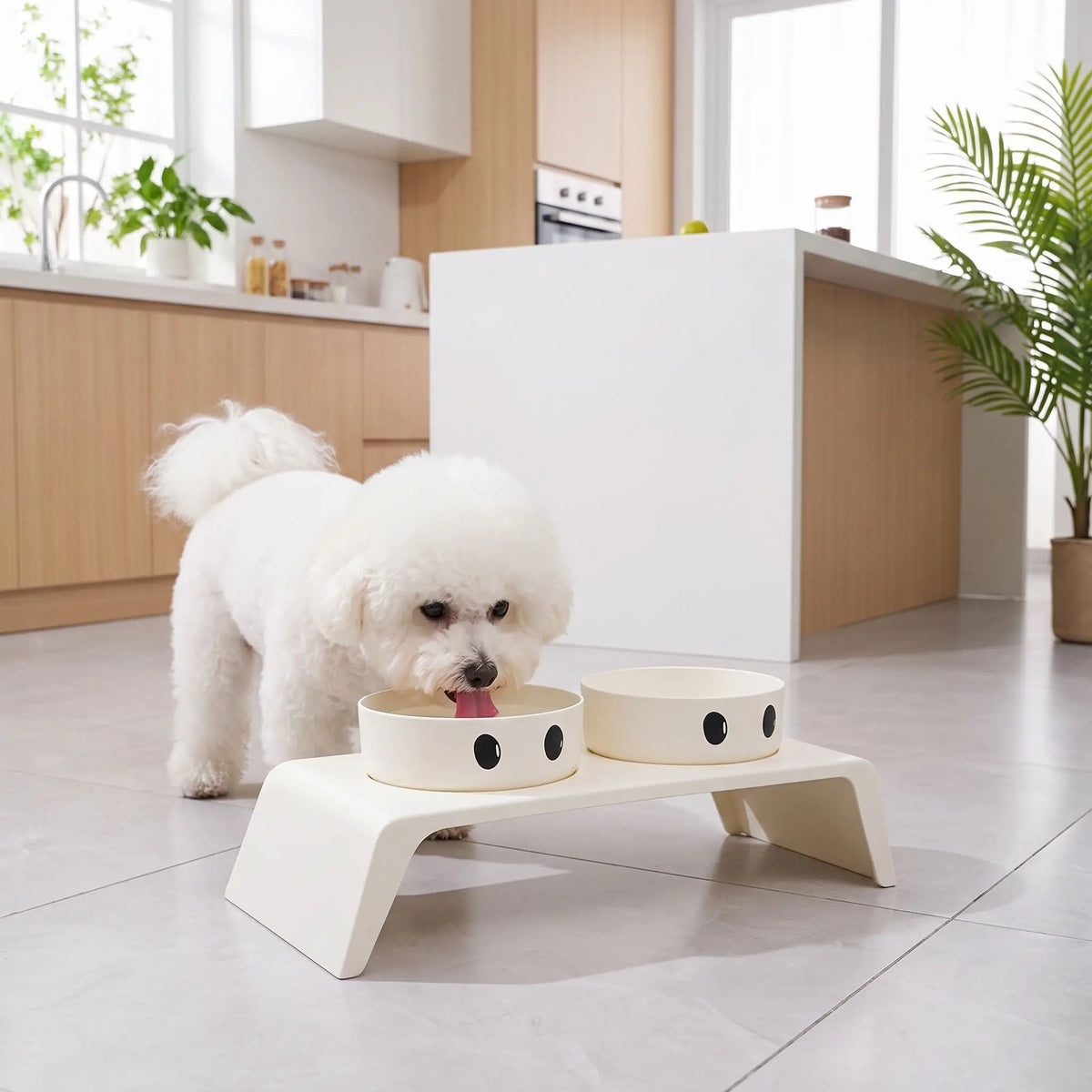 Gamelle-chien-surélevée-chiot-design de couleur blanc épuré de 8,5 cm de hauteur avec ses deux gamelles en inox amovibles lavable en lave-vaisselle avec pieds antidérapants, adapté aux chiots et chiens de petite race ou petite taille- un chien de petite race qui boit confortablement et dans la bonne posture dans sa gamelle surélevée sur son support design moderne blanc avec sa gamelle à croquettes intégrés à côté sur le sol de la cuisine de l'appartement
