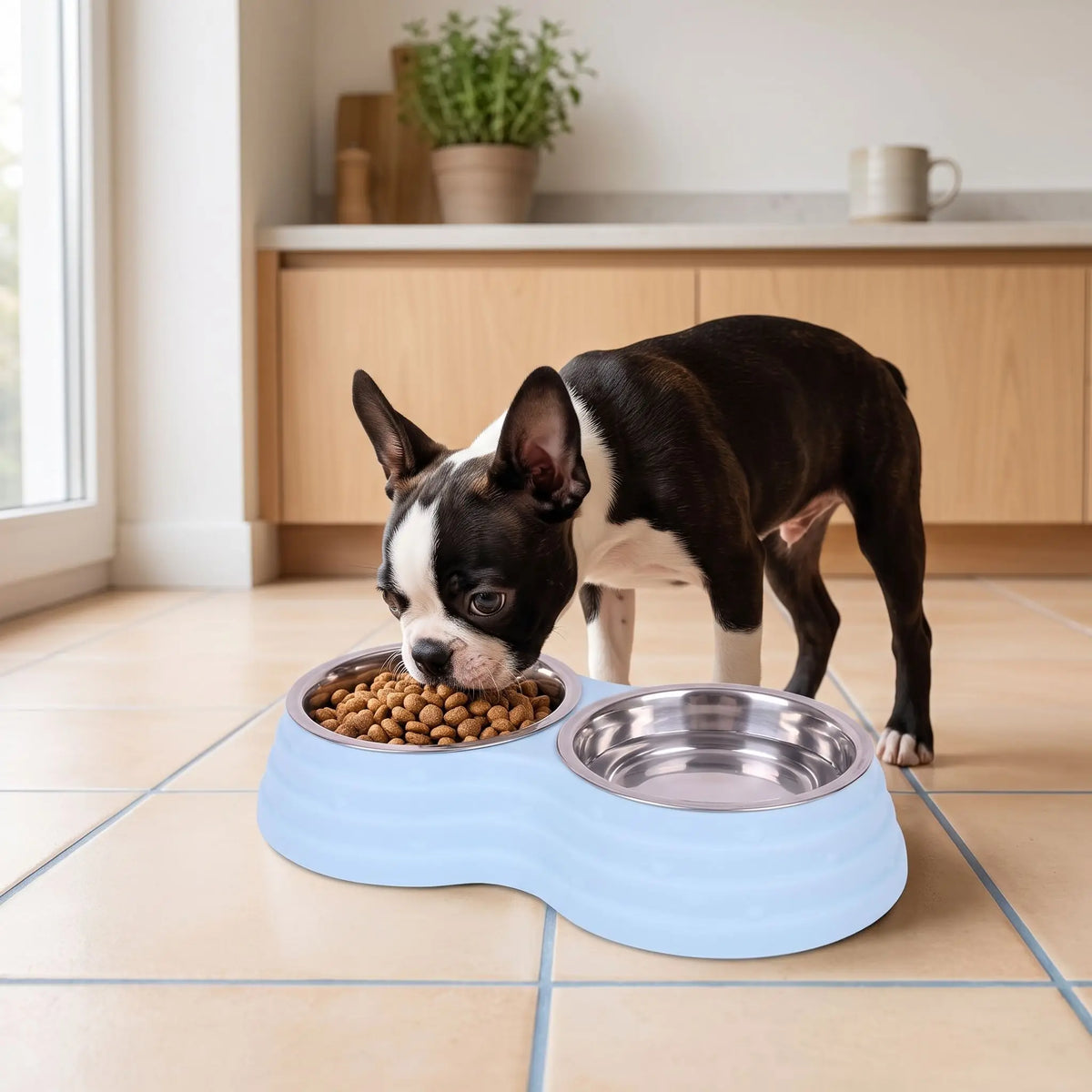 Gamelle-double-pour-chien et chiot amovible en inox , compatible au lave-vaisselle avec support en résine, design en 8 robuste, avec pieds antidérapants,anti-renversement disponible en 3 tailles pour chien de petite à moyenne race 200ml/500ml/700ml par bol et 3 coloris bleu, rose et vert-Un chien de taille moyenne qui mange ses croquettes dans sa gamelle double avec sa gamelle d'eau intégré dans un support en résine rose surélevées et ses pieds antidérapants et anti-rayures sur le carrelage de la cuisine