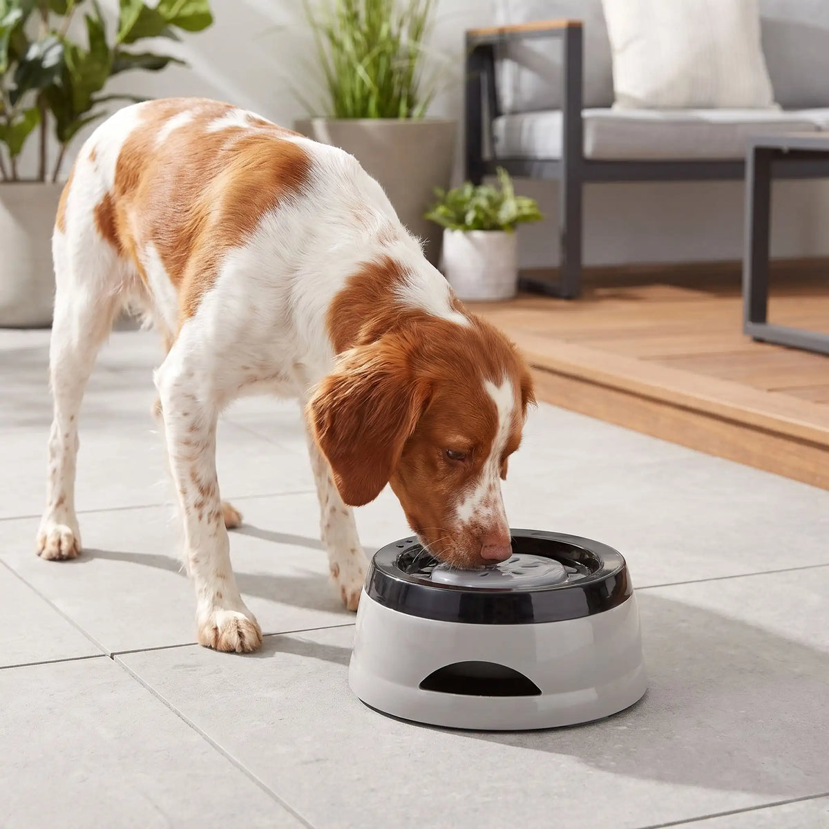 Gamelle-eau-chien et chiot anti-renversement, anti-éclaboussures, ABS sans BPA de qualité alimentaire, stable avec pieds antidérapants, démontable en 3 parties, gamelle, plateau flottant, socle supérieur, lavable au lave-vaisselle avec ses deux poignées de transport d'une contenance de 700 ml pour chien et chiot de petite à moyenne race - un chien de race moyenne qui boit proprement dans sa gamelle anti éclaboussures et anti renversement avec sa plaque flottante qui filtre l'eau sur le sol en carrelage sec