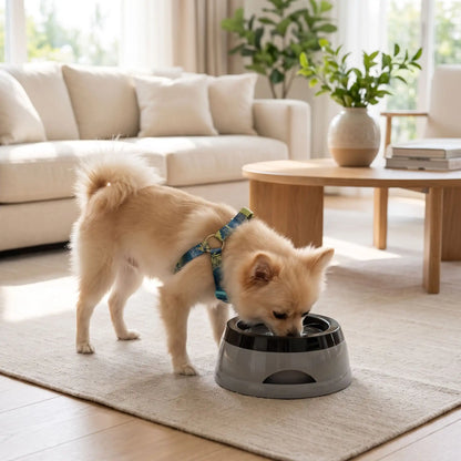 Gamelle-eau-chien et chiot anti-renversement, anti-éclaboussures, ABS sans BPA de qualité alimentaire, stable avec pieds antidérapants, démontable en 3 parties, gamelle, plateau flottant, socle supérieur, lavable au lave-vaisselle avec ses deux poignées de transport d'une contenance de 700 ml pour chien et chiot de petite à moyenne race - un chien de petite race qui boit proprement dans sa gamelle anti éclaboussures et anti renversement avec sa plaque flottante qui filtre l'eau sur le tapis qui reste sec 
