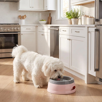 Gamelle-eau-chien et chiot anti-renversement, anti-éclaboussures, ABS sans BPA de qualité alimentaire, stable avec pieds antidérapants, démontable en 3 parties, gamelle, plateau flottant, socle supérieur, lavable au lave-vaisselle avec ses deux poignées de transport d'une contenance de 700 ml pour chien et chiot de petite à moyenne race - un chien de race moyenne qui boit proprement dans sa gamelle anti éclaboussures et anti renversement avec sa plaque flottante qui filtre l'eau sur le sol sec de la cuisine