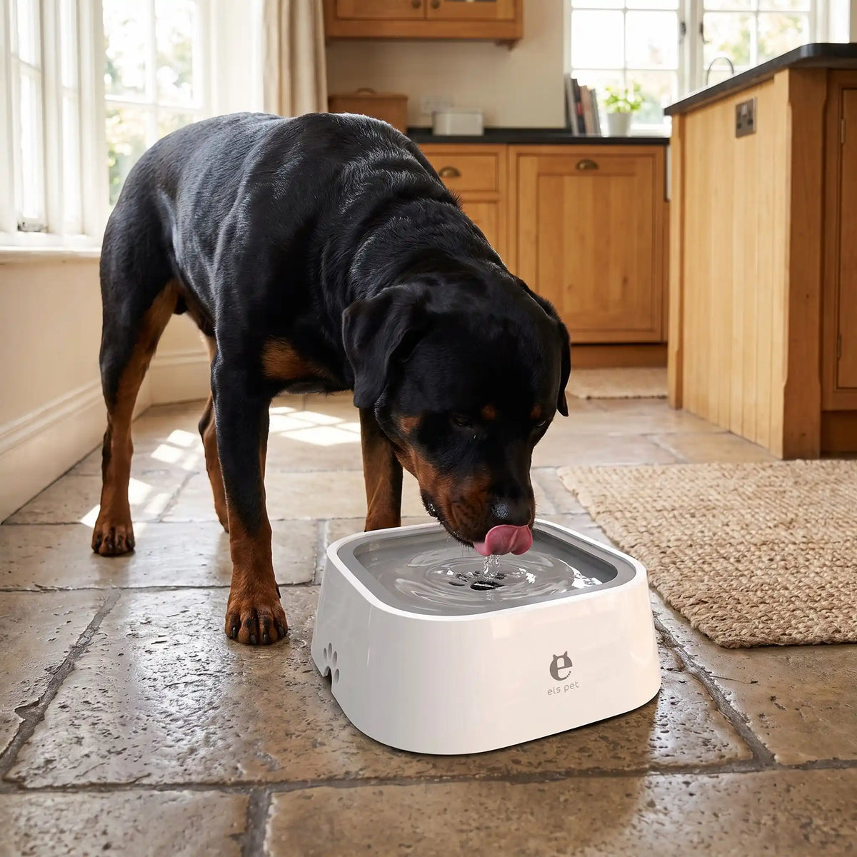 Gamelle-eau-chien-propre-1500ml pour chien et chiot anti-renversement, anti-bave, anti éclaboussures avec sa base évasée en bas et ses pieds antidérapants , sa base flottante et son contour qui bloque le tout,sans BPA, abs de qualité alimentaire,lavable en lave-vaisselle, démontable en 3 parties, robuste en 4 coloris : gris, blanc, bleu et rose- un grand et gros chien qui boit sans se mouiller et proprement dans sa gamelle d'eau et fraiche sur le sol en carrelage propre de la cuisine de la maison