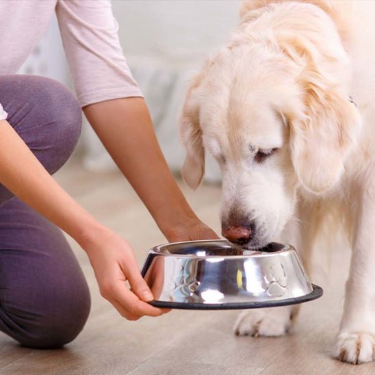 Gamelle-en-inox-pour-chien-chiot-lot-de-2-base amovible en silicone antidérapante et anti-renversement, hygiénique, ne retient pas les odeurs, lavable en lave-vaisselle, disponible en 3 tailles S/M/L pour chiot et chien de petite à moyenne race pour des rations de 200/250/330 grammes chacune selon les tailles-gros plan sur la gamelle en inox anti renversement et anti glissement grace à sa base en silicone porté par un maitre avec son chien de taille moyenne qui en sent le contenu