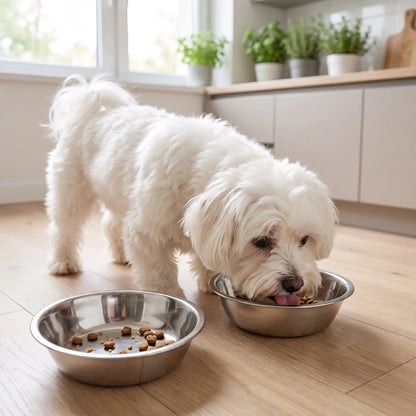 Gamelle en Inox pour chien (Lot de 2) - HygiéniqueToutou™