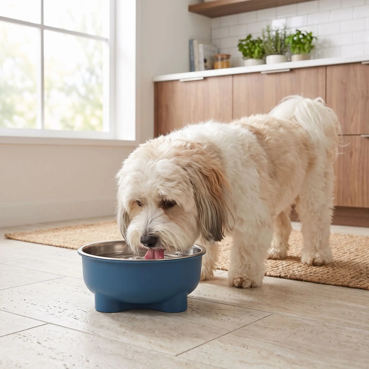 Gamelle-en-inox-pour-chien-petite-taille-surélevée sur pieds antidérapant avec gamelle en inox lavable en lave-vaisselle amovible et son support PP sans BPA avec une capacité de 500 ml pour chiot et chien de petite à moyenne taille, disponible en 4 coloris  jaune, vert, bleu et rouge-un chien de petite race qui boit son eau fraiche et propre dans sa gamelle en inox dans son support design surélevée de couleur bleu sur le sol en parquet de la cuisine de la maison