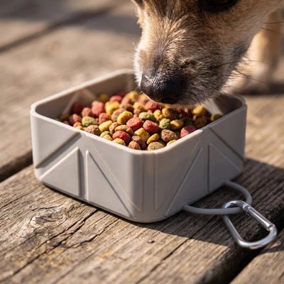 Gamelle-pliable-pour-chien-lot-de-2-avec-mousqueton en silicone alimentaire, ultra-compacte, ultra-légère, antidérapante, lavable, robuste d'une contenance de 500 ml par gamelle, soit 1 litres avec le lot de deux gamelles pour chiot et chien de petite à moyenne taille-gros plan sur le museau d'un chien de moyenne taille qui mange ses croquettes à l'extérieur dans la gamelle pliable de forme carré en silicone alimentaire robuste et écoresponsable de couleur grise
