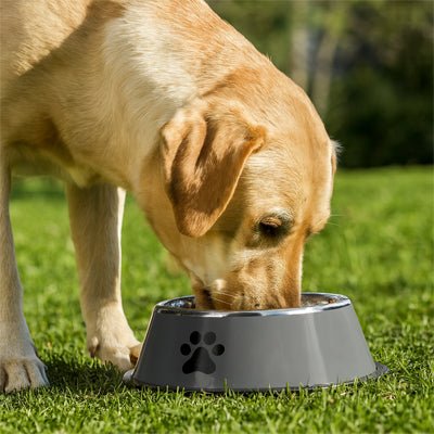 Gamelle-pour-chien-anti-renversement avec base élargie et anneau en silicone amovible, inox robuste et indéformable, hygiénique, lavable en lave-vaisselle pour une stabilité à toute épreuve, anti renversement, design avec pattes de chien, en blanc ou gris disponible en 4 tailles 300/700/1000/1200 ml pour race de chiot ou chien de petite, moyenne, grande taille-un grand chien qui boit confortablement dans sa gamelle inox couleur grise hygiénique avec son fond 100% antidérapant sur la pelouse du jardin