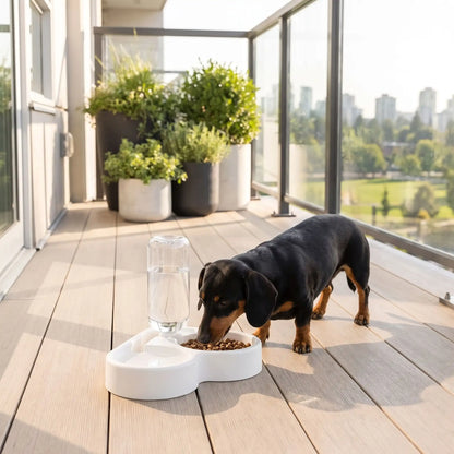 Gamelle-pour-petit-chien et chiot avec double avec séparateur alimentation et eau, distributeur d'eau de 500 ml automatique et gamelle hygiénique en forme design de couleur blanche et réservoir d'eau transparent , matériaux sûr en PP de qualité alimentaire, robuste et sans BPA, lavable et antidérapant, démontable- un teckel nain qui mange confortablement dans sa gamelle double du côté croquettes et sa gamelle d'eau avec son distributeur d'eau automatique transparent avec niveau visible sur le balcon 