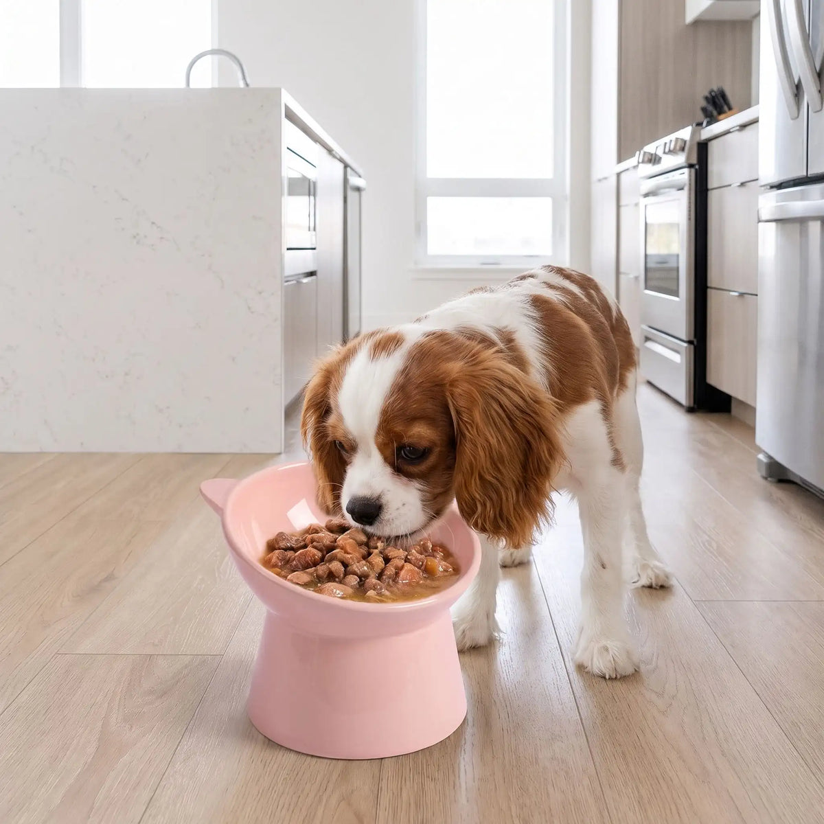 Gamelle-pour-petit-chien-haute-inclinée à 45° pour protéger son cou, vendues par lot-de-2, sur une base large est stable, contenance de 200g/200ml pour chien de petite race et chiot de petite à moyenne race de 3 à 8 kg, gamelle surélevée séparée en ABS sûr de qualité alimentaire sans BPA, ni produits toxiques, avec design oreille, solide et incassable, lavable au lave- vaisselle-un chiot cavalier king charles qui mange dans sa gamelle rose haute remplie croquette humide pour chien sur le sol de la cuisine 