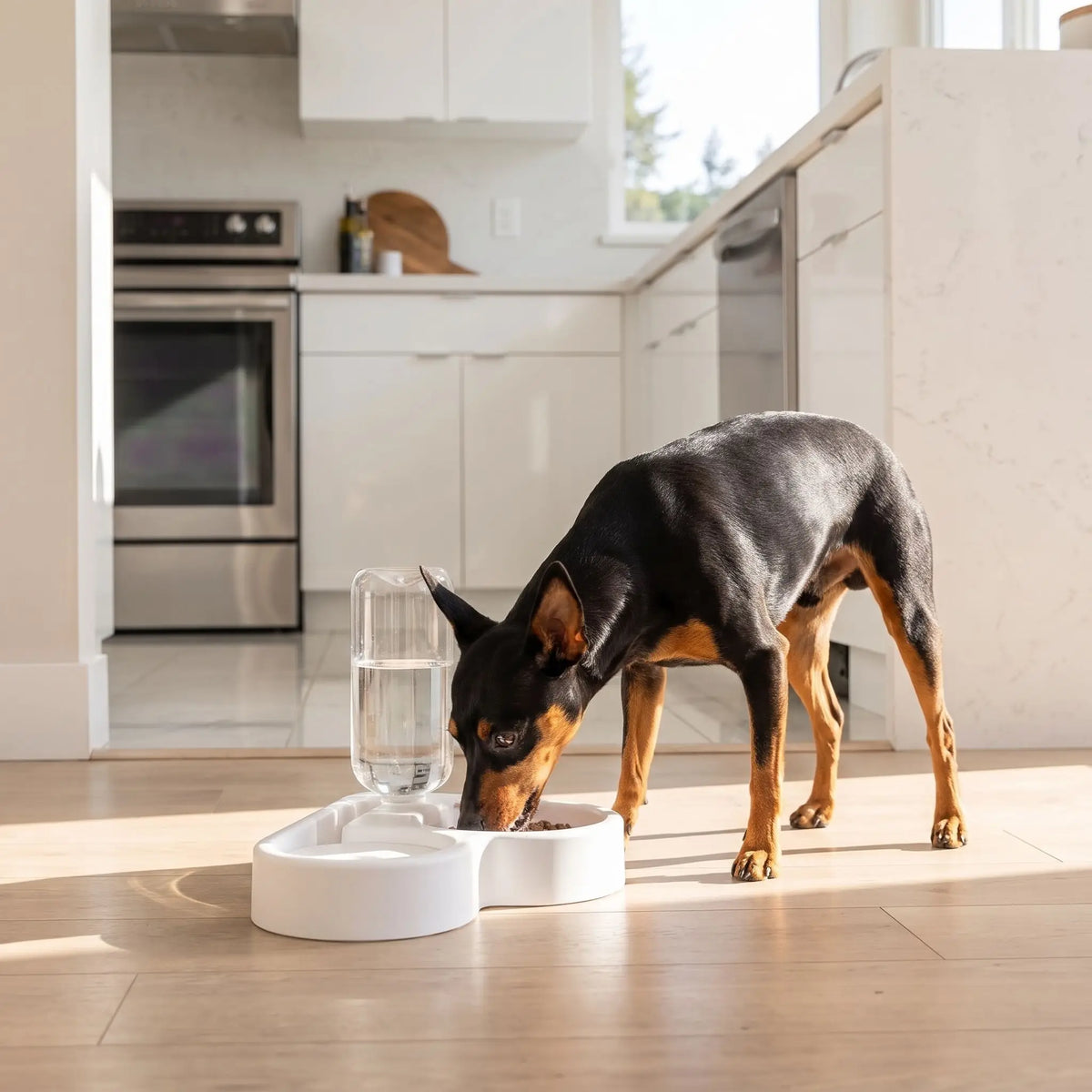 Gamelle-pour-petit-chien et chiot avec double avec séparateur alimentation et eau, distributeur d'eau de 500 ml automatique et gamelle hygiénique en forme design de couleur blanche et réservoir d'eau transparent , matériaux sûr en PP de qualité alimentaire, robuste et sans BPA, lavable et antidérapant, démontable- un Pinscher nain qui mange confortablement dans sa gamelle double du côté croquettes et sa gamelle d'eau avec son distributeur d'eau automatique transparent avec niveau visible dans la cuisine