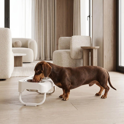 Gamelles-chien-en-hauteur-asymétrique-avec-support et pied surélevé pliable en ABS robuste et gamelle inox de 350/380ml chacune en lot de 2, lavable en lave-vaisselle pour race de chien de petite à moyenne taille, transportable , hygiénique qui s'adapte à la croissance du chiot - un chien de petite race qui boit confortablement dans sa gamelle d'eau surélevée de 5 cm par rapport à la deuxième gamelle de nourriture plus basse pour un espace d'alimentation propre sur ses deux pieds antidérapants sur le sol