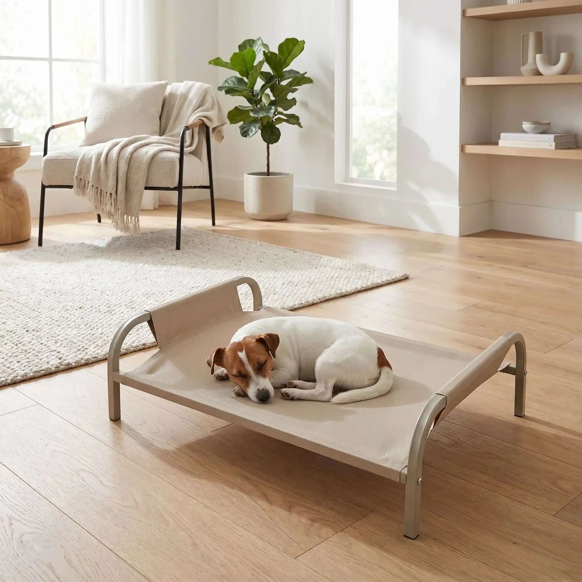 Housse-lit-de-camp-chien-de-rechange-vert en tissu oxford résistant, 100% imperméable, respirant, hygiénique, anti-poils, pour lit de camp surélevé ImperméableToutou™, lavable en machine avec coutures solides de 50x39 cm pour chiot et chien de 0 à 15 kg-un jack russel qui dort paisiblement et confortablement sur la housse de rechange beige pour un lit hamac ergonomique en tissu doux et résistant aux griffes insérée dans la stucture e acier sur pieds du lit surélevé dans le salon de l'appartement au printemp
