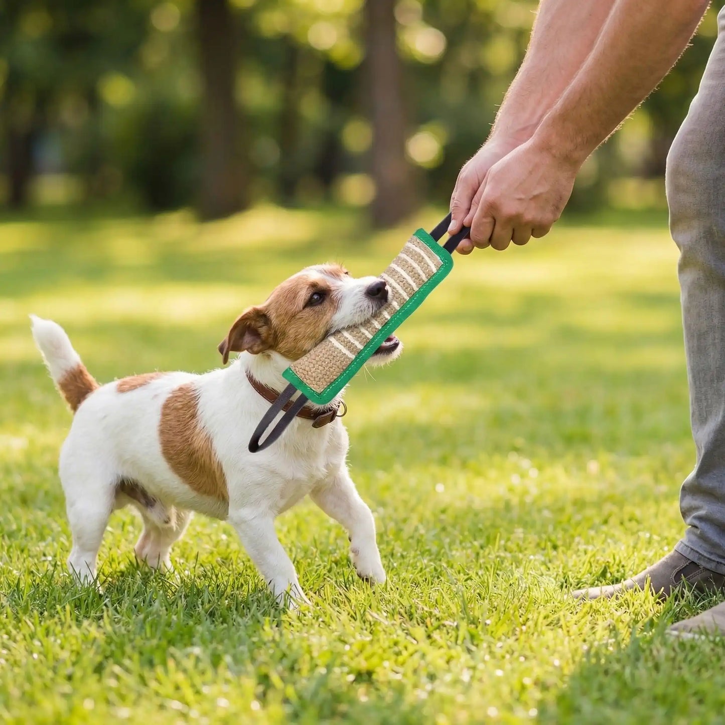 Jouet-indestructible-chien-interactif-coton-lin pour jeu de traction, de rermorqueur, de tir à la corde, avec deux sangles aux extrémité et boudin doux et résistant aux morsures et machoires puissantes-un chien de race très énergique qui tire en serrant ses mâchoire sur le jouet avec son maitre qui le tire également pour un jeu interactif dans le parc et lui apprendre les commandes de bases dans un cadre éducatif bienveillant