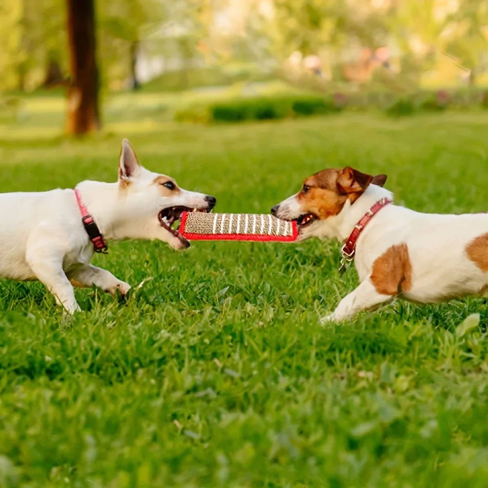 Jouet-indestructible-chien-interactif-coton-lin pour jeu de traction, de rermorqueur, de tir à la corde, avec deux sangles aux extrémité et boudin doux et résistant aux morsures et machoires puissantes-deux chiens qui jouent ensemble au tir à la corde avec le jouet en forme de boudin écoresponsable sans danger pur leur machoire et leur dent pour des jeux stimulants qui renforce leur forme physique
