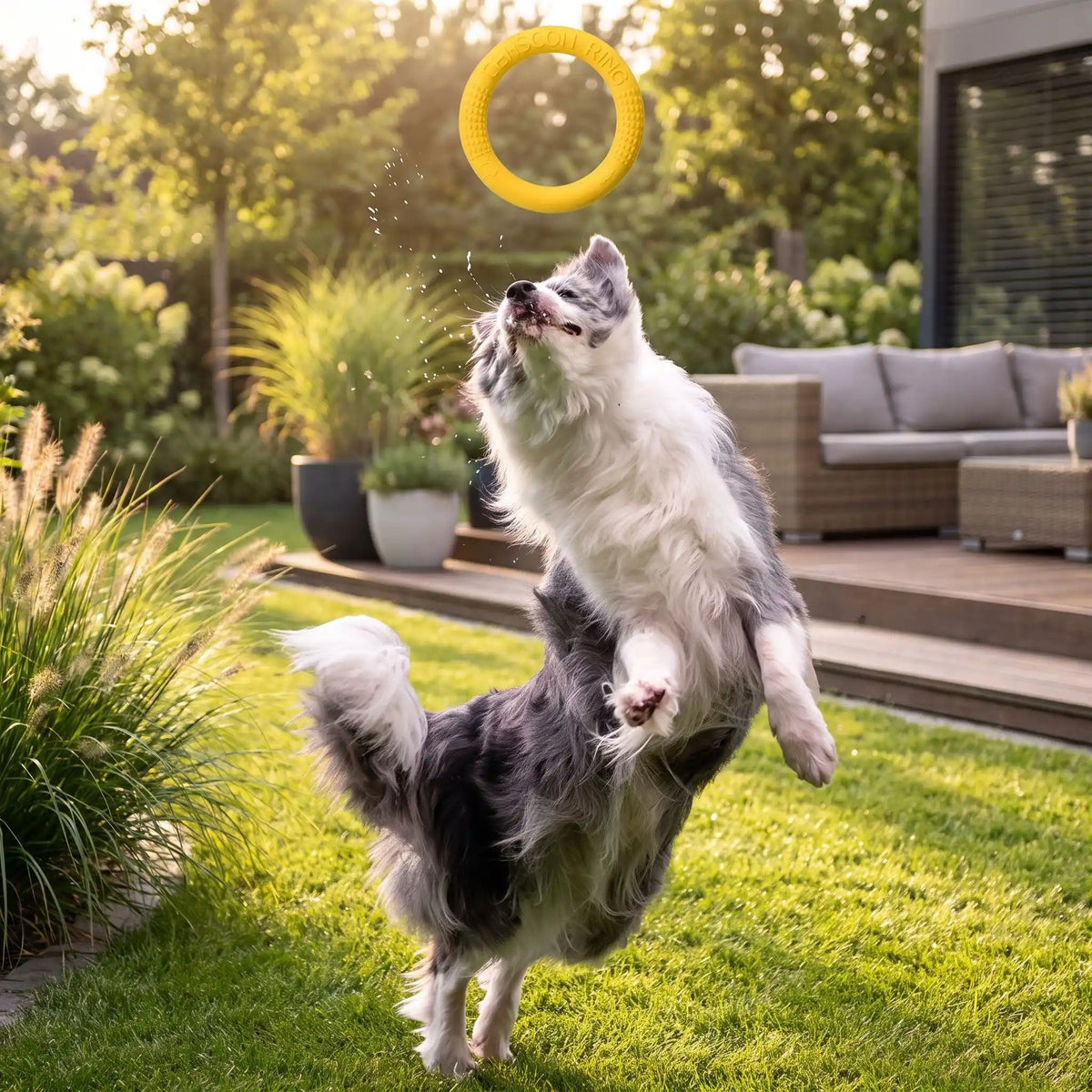 Jouet-pour-chien-interactif en forme d'anneau, en mousse EVA résistante et sans danger, flottant, imperméable, rebondissant, idéal pour les jeu de tug ou tire-tire,jouet d'entrainement et de fitness pour chiot et chien de toutes races disponible en 3 coloris et deux diamètres pour petit, moyen et grand chien-gros plan sur un chien de taille moyenne qui s'élance pour attraper l'anneau doux, souple et solide de couleur jaune en plein envol sur la pelouse du jardin de la maison