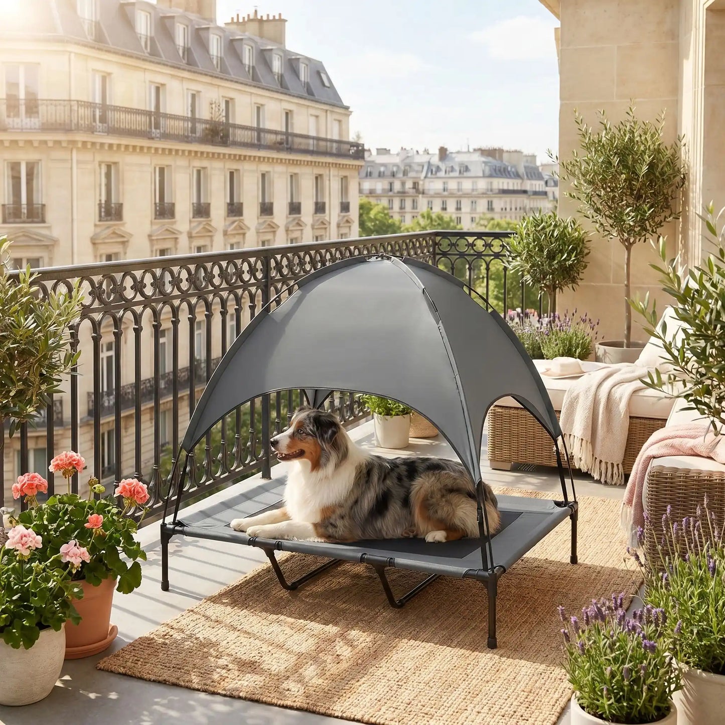 Lit-camp-chien-auvent-120-cm, en tissu oxford 100% imperméable et maille respirante et structure en acier inoxydable, avec son dôme parasol amovible anti uv et anti pluie, polyvalent pour une utilisation interieur et exterieur, surélevé avec 4 pieds et deux barres transversales au milieu et patin anti rayure pour une stabilité pour chiot et chien de petite à moyenne taille jusqu'à 30 kilos-un chien de taille moyenne couché sur son lit de camps avec parasol sur le balcon de l'appartement haussmanien en été