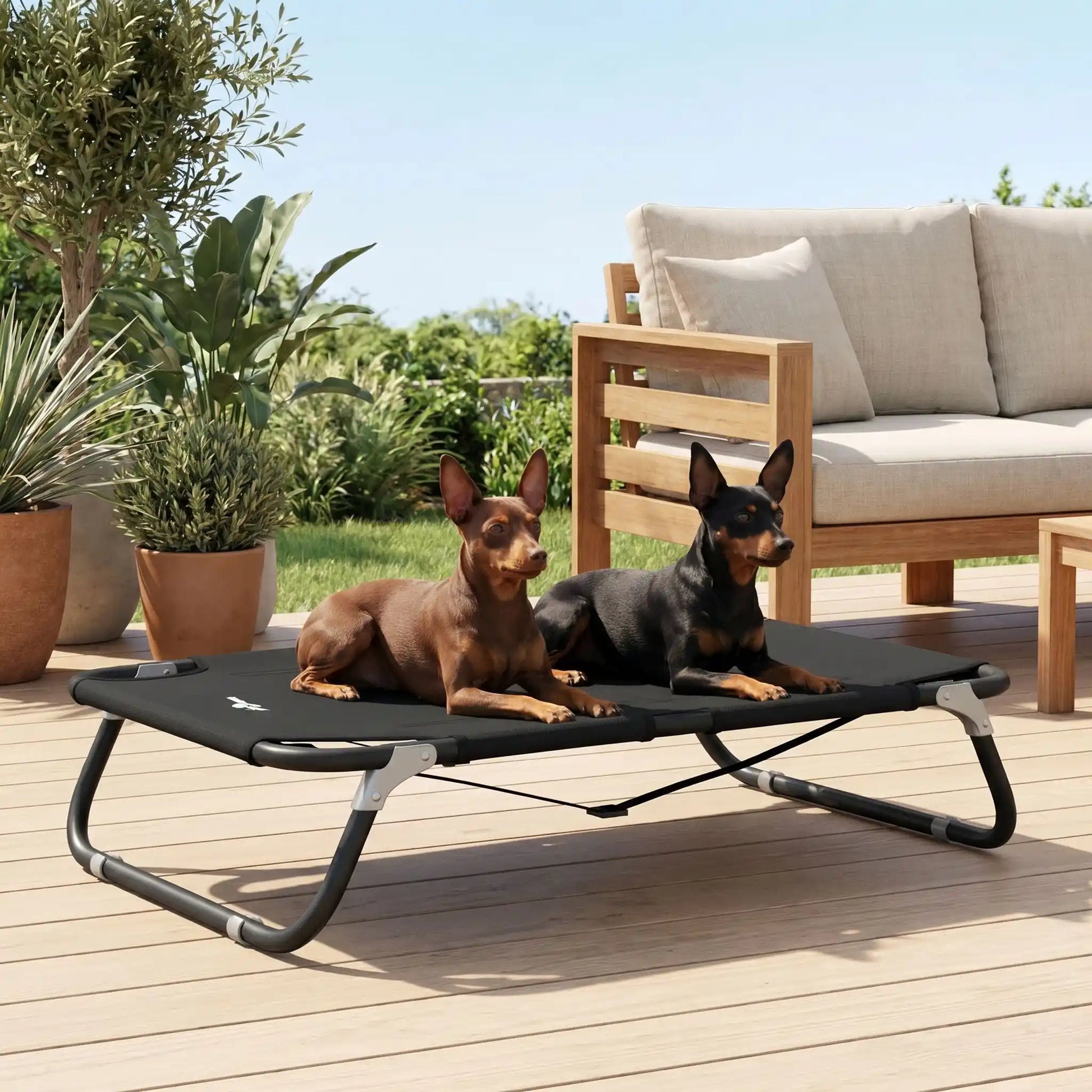 Lit-pliant-chien-chiot-pour race de petite taille et races naines de 0 à 10 kilos, tissu oxford doux, imperméable, lavable et résistante qui épouse le corps du chien ou du chiot comme un hamac avec structure rectangulaire en acier avec deux barres transversales mobile pour un pliage facile et rapide pour une utilisation en intérieur ou extérieur-deux Pinschers nains couchés côte à côte confortablement sur le lit surélevé de couleur noir sur la terrasse de la maison de vacances en été