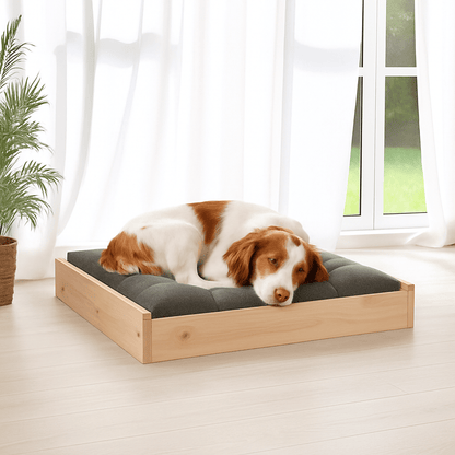 Lit-pour-chien-surélevé en bois de pin massif naturel non traité-avec sommier en latte en bois et cadre robuste en bois pour chien de petite à moyenne taille-respirant-solide-matériau naturel-Un Épagneul breton qui dort paisiblement sur son lit en bois massif avec cadre haut et son matelas gris dans le salon de la maison