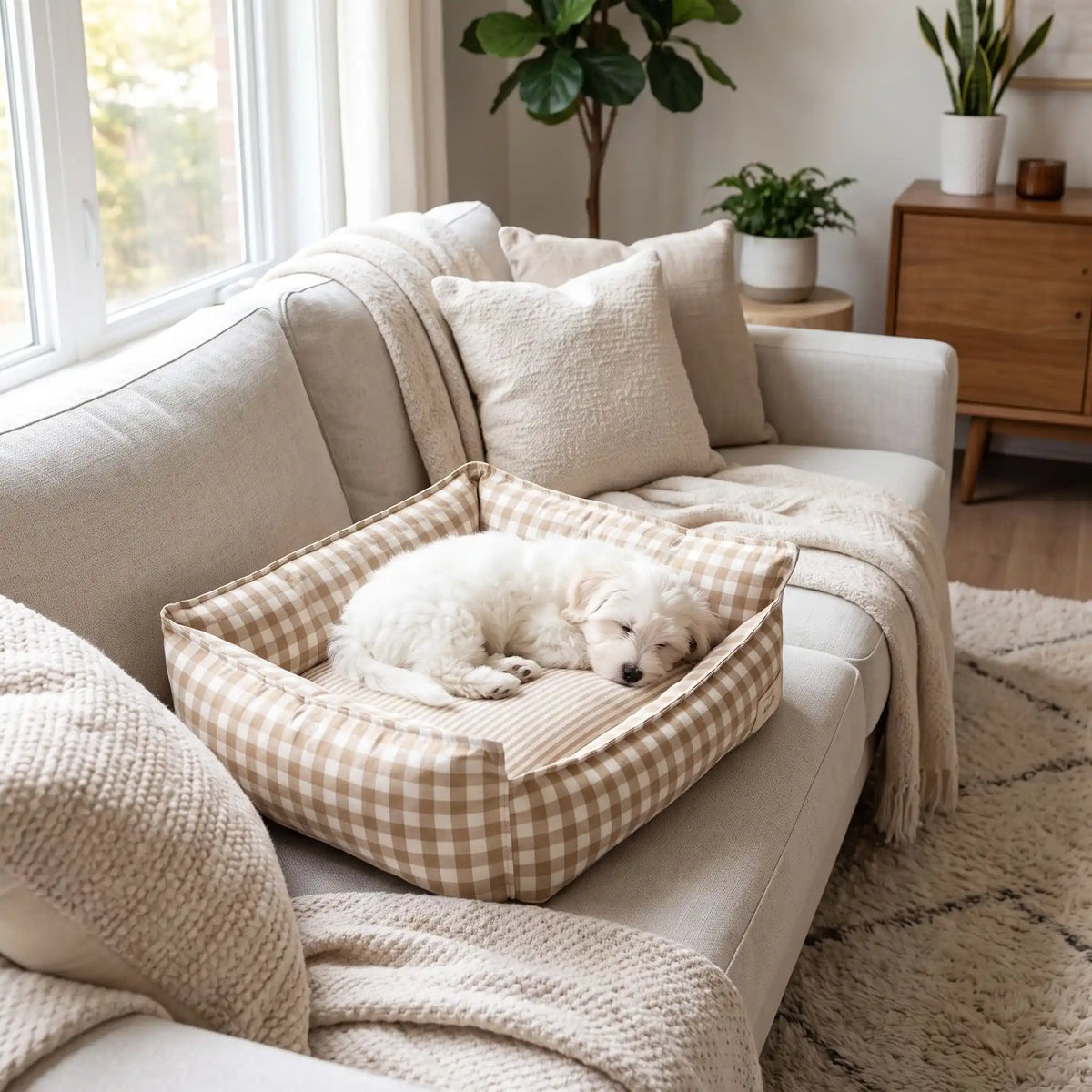 Panier-petit-chien-et-chiot-carreaux-vichy, 100% déhoussable,housse coton respirante 100% coton à carreaux vichy, coussin intérieur et 3 boudin au rembourrage 100% coton pour un panier confortable et ergonomique, anti-anxiété pour chiot chien de petite race et petite taille, disponible en 2 tailles XS et S-un chiot Bichon maltais qui dort pasiblement dans son panier coussin rembourré avec rebords surélevés sur le canapé du salon de l'appartement
