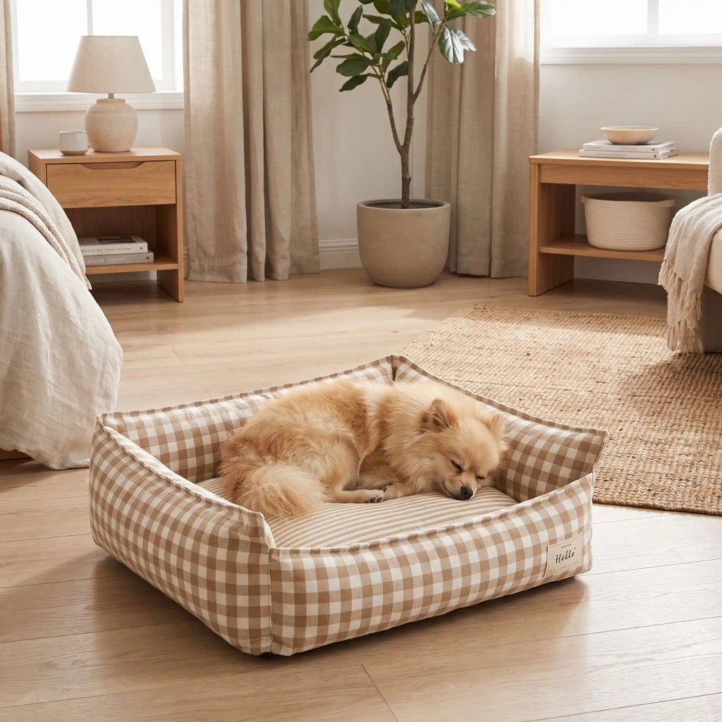 Panier-petit-chien-et-chiot-carreaux-vichy, 100% déhoussable,housse coton respirante 100% coton à carreaux vichy, coussin intérieur et 3 boudin au rembourrage 100% coton pour un panier confortable et ergonomique, anti-anxiété pour chiot chien de petite race et petite taille, disponible en 2 tailles XS et S-un loulou de poméranie qui dort paisiblement dans son panier coussin rembourré avec rebords surélevés 100% coton haute densité avec motif carreaux vichy beige et blanc sur le sol de la maison