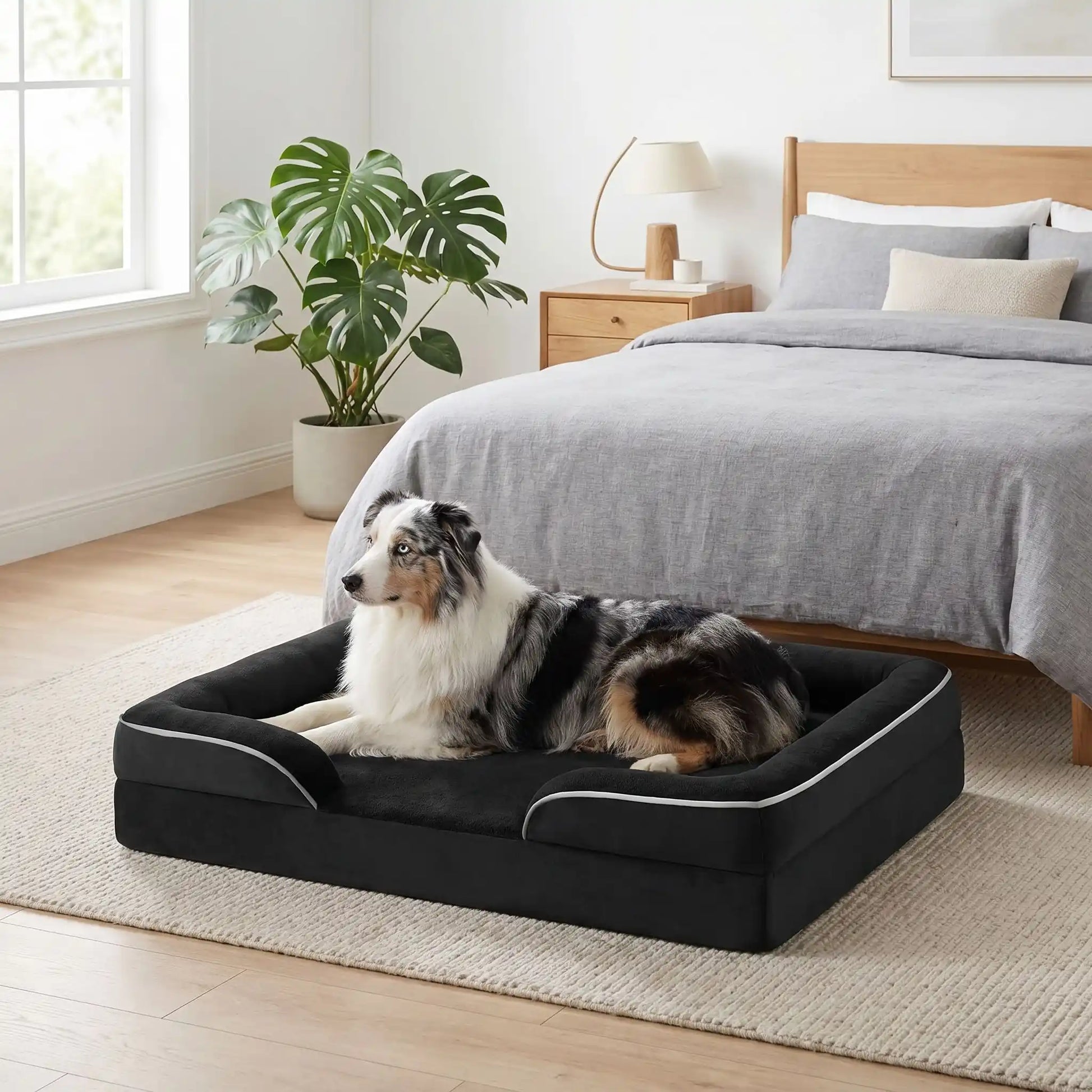 Panier orthopédique pour chien et chiot de petite à grande taille déhoussable et lavable, imperméable et antidérapant avec haut rebord rembourré avec matelas à mémoire de forme, housse en peluche douce et tissu résistant et imperméable, en 4 tailles M, L, XL et XXL pour chiot et chien de 0 à 45 kilos maximum-un chien de taille moyenne  couché confortablement dans le panier velours design xxl confortable, épais,apaisant et entourant à 360° sécurisant de couleur noir dans la chambre de l'appartement
