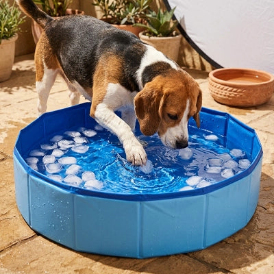 Pataugeoire-pour-chien-chiot-petit-50-cm-PVC robuste, parois rigides, fond antidérapant, pliable, compact et transportable, idéal pour les petit espace et les appartements pour rafraichir ou faire le bain des petits chiens-un chiot de race moyenne qui joue avec sa pattes et  se rafraichit en mettant sa patte dans sa petite piscine remplit d'eau et de glaçon pour supporter les chaleurs caniculaire de l'été sur le balcon de l'appartement