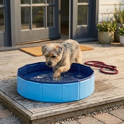 Pataugeoire-pour-chien-chiot-petit-50-cm-PVC robuste, parois rigides, fond antidérapant, pliable, compact et transportable, idéal pour les petit espace et les appartements pour rafraichir ou faire le bain des petits chiens-un chiot qui joue avec sa patteset  se rafraichit en mettant sa patte dans sa petite piscine remplit d'eau pour supporter les chaleurs caniculaire de l'été  sur la terrasse de la maison