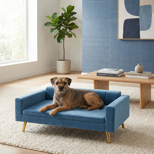 Petit-canapé-pour-chien-chiot-design scandinave chic en velours sur 4 pieds inoxydable de couleur doré avec patin antidérapants et anti rayures , dossier et accoudoirs rembourrés 100% coton haute densité et coussin amovible déhoussable et lavable en machine à laver pour chiot et chien de petite à moyenne taille de 0 à 15 kilos max- un petit chien couché sur le canapé lit design compact au lignes épurées de couleur bleu sur 4 pieds dorés et sa structure robuste en acier dans le salon de l'appartement