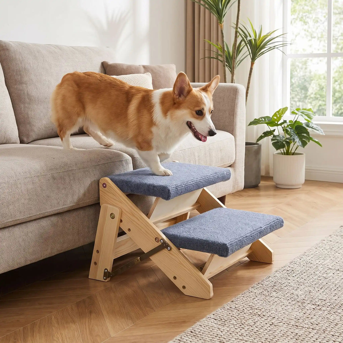 Petit-escalier-pour-chien-chiot pliable en bois de pin et tissu polyester doux et antidérapant résistant aux griffes-escabeau pour chien de 2 marches en bois naturel design our chiot et chien de petite à moyenne race, pliable, compact et léger de 2,7 kg facilement transportable avec 4 pieds antidérapant-un chien de race moyenne à pattes courtes qui descend du canapé grâce à l'escabeau en bois de 2 marches pour rejoindre toute sécurité le soldu salon de l'appartement