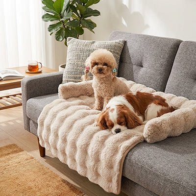 Protection-canape-chien-lit-antiderapant avec traversin entourant sur 3 côté, en fausse fourrure rembourrage 100% coton haute densité, polyvalent pour le sol, canapé, protège lit, portège siège voiture, tapis de cage, pliable, léger et portable pour petit à chien moyenne taille-dimensions 75x75 cm-un caniche assis et un cavalier king charles couché confortablement sur le protège canapé de couleur marron clair sur le canapé en tissu du salon de l'appartement