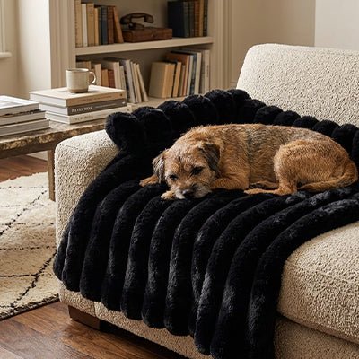 Protection-canape-chien-lit-antiderapant avec traversin entourant sur 3 côté, en fausse fourrure rembourrage 100% coton haute densité, polyvalent pour le sol, canapé, protège lit, protège siège voiture, tapis de cage, pliable, léger et portable pour petit à chien moyenne taille-dimensions 75x75 cm-un chien de petite taille qui se repose confortablement couché sur le protège canapé pour chien en fausse fourrure douce de couleur noir avec son traversin rembourré sur le canapé du salon de la maison