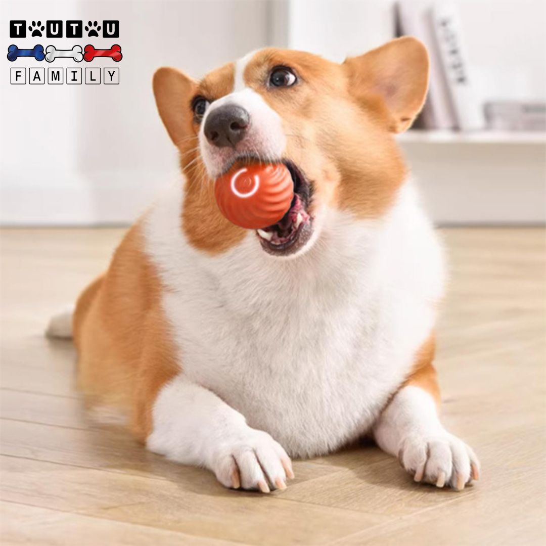 Balle-interactive-pour-chien-qui-vibre-balle-lumineuse-balle-solide-avec-câble-USB-et-batterie-un-chien-de-taille-moyenne-qui-mord-la-balle-interactive-pour-chien