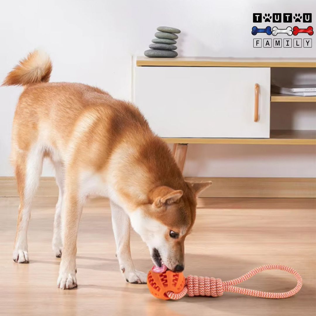 balle-pour-chien-avec-corde-distributeur-de-croquette-un-chine-de-taille-moyenne-qui-joue-et-lèche-la-balle-rempli-de-croquettes