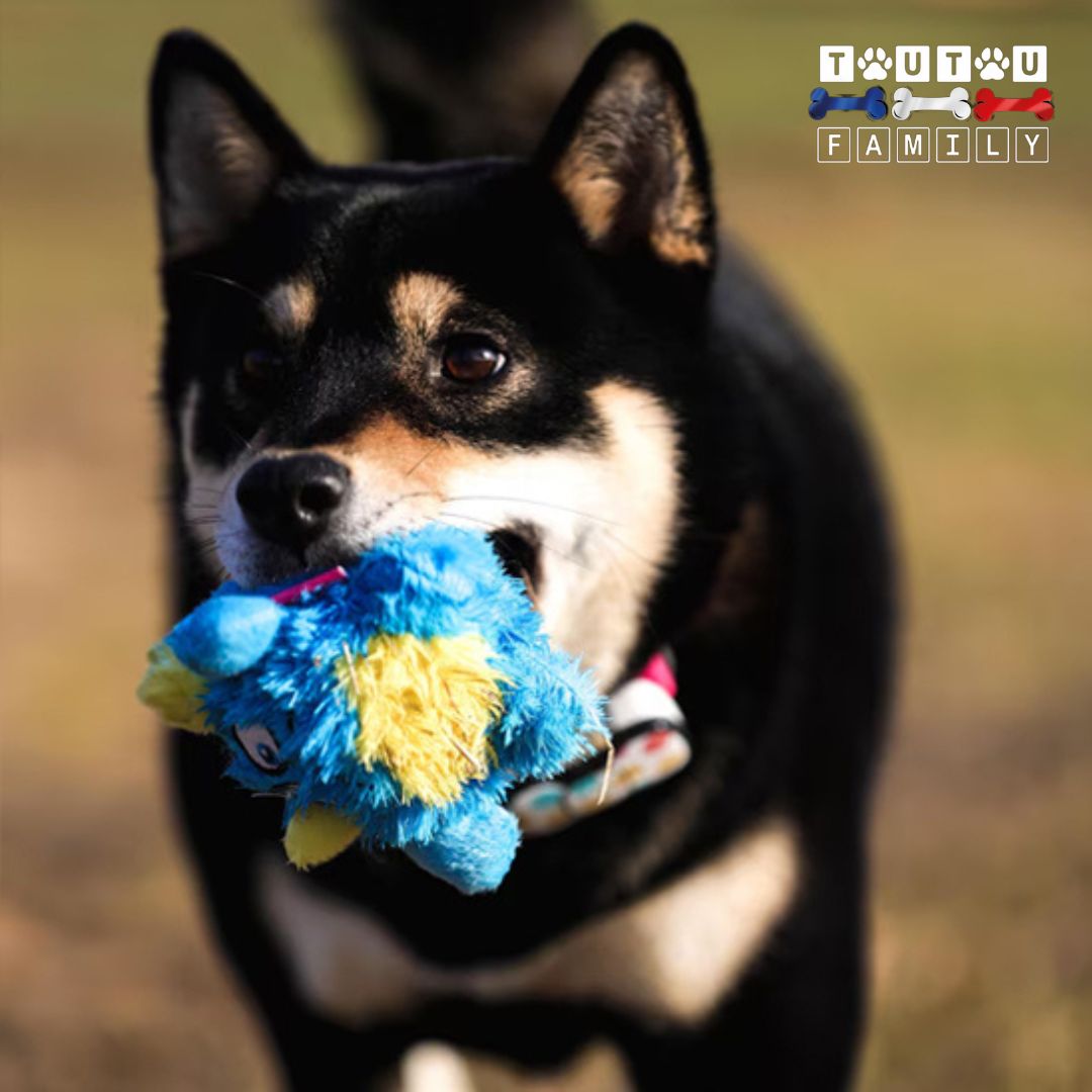balle-pour-chien-en-peluche-balla-a-picot-un-chien-de-grande-taille-avec-la-balle-peluche-dans-la-bouche-qui-court-dans-l-herbe
