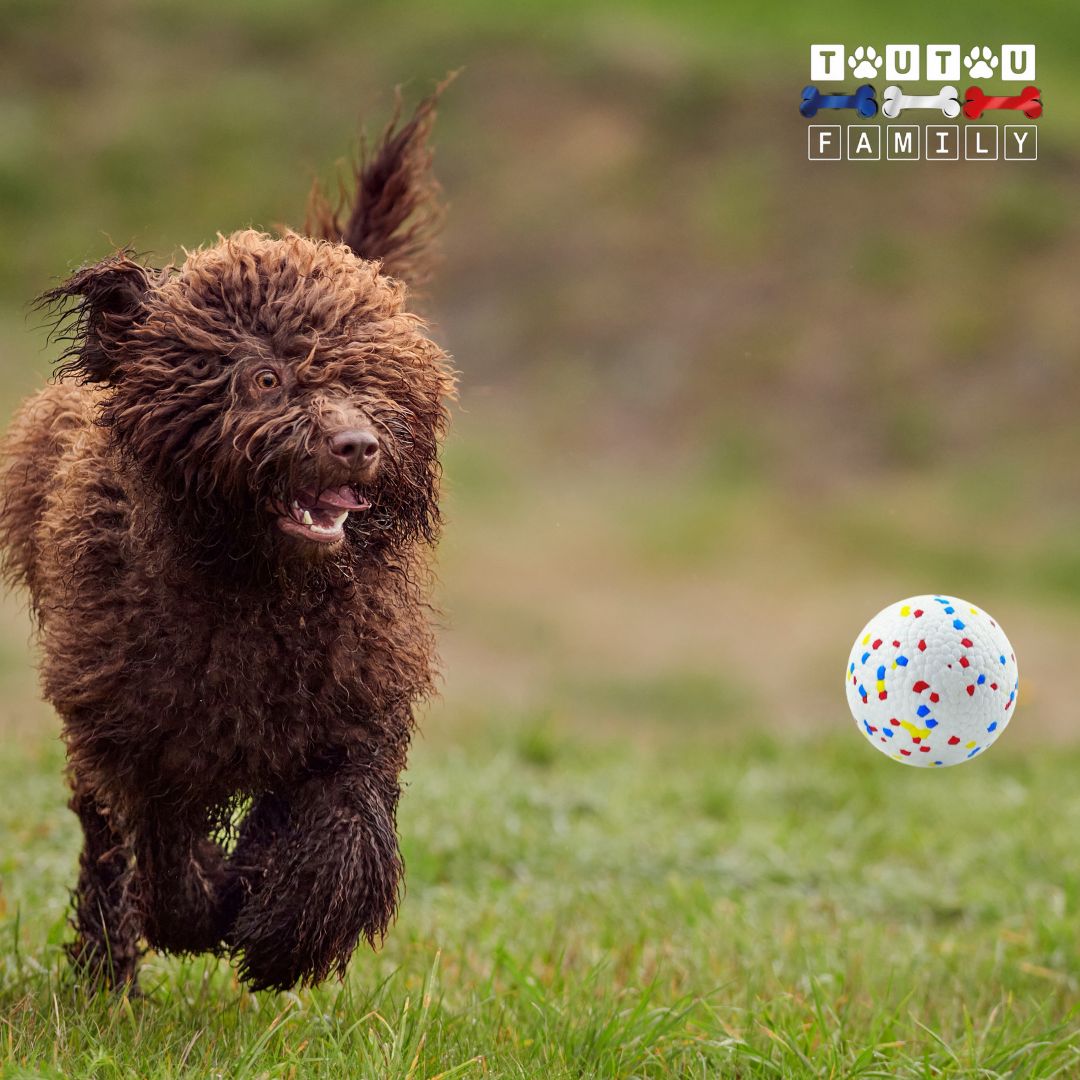 Balle-pour-chien-indestructible-pour-chien-de-taille-moyenne-flottante-rebondissante-un-chien-qui-court-dans-le-parc-derrière-la-balle