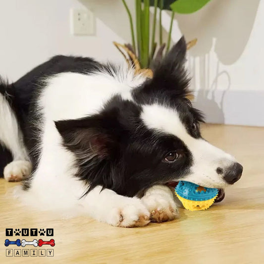 balle-pour-chien-jaune-et-bleu-a-macher-un-chien-de-taille-moyenne-qui-mâche-sa-balle-rempli-de-friandise